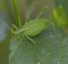 253345 – Photo : sofiane lemieuvre – France (38)